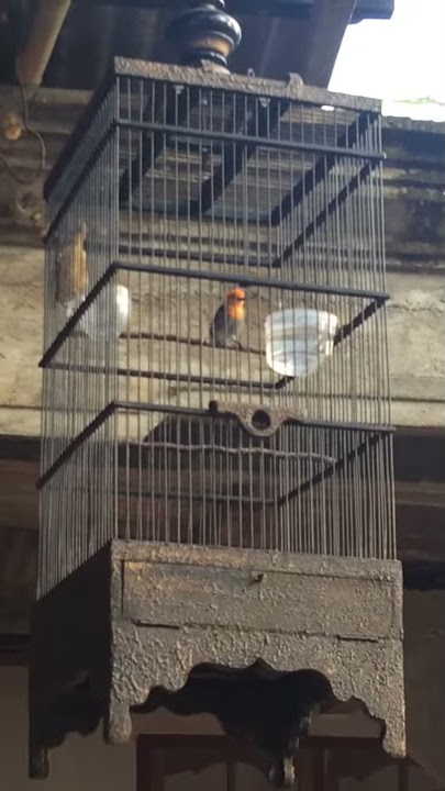 burung kemade ngerol gacor