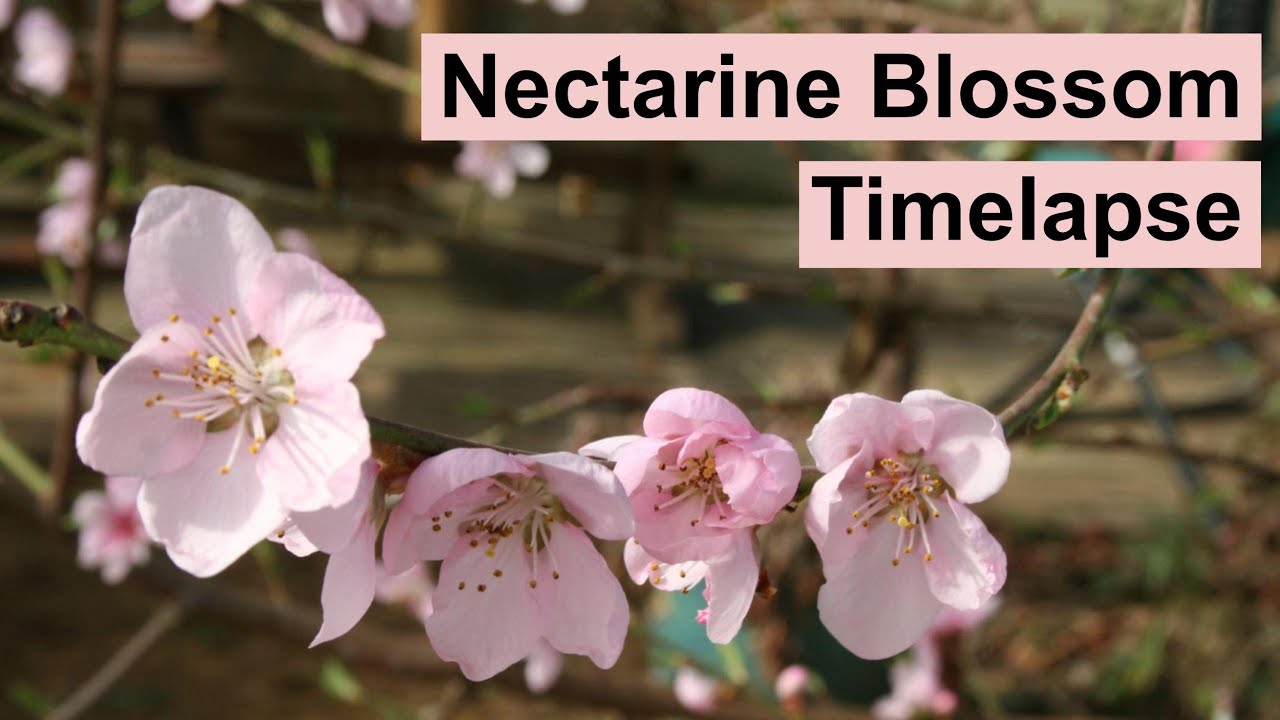 Nectarine Blossoms Opening and Flowering 4K UHD Timelapse YouTube