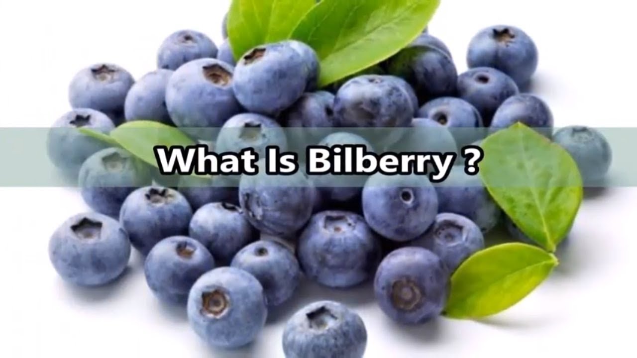 what is bilberry health benefits of bilberry vaccinium myrtillus