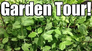 Spring Planting Update & Garden Tour (May 15 in Zone 5)