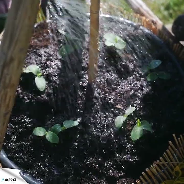 Začněte s výsadbou okurek. 🥒