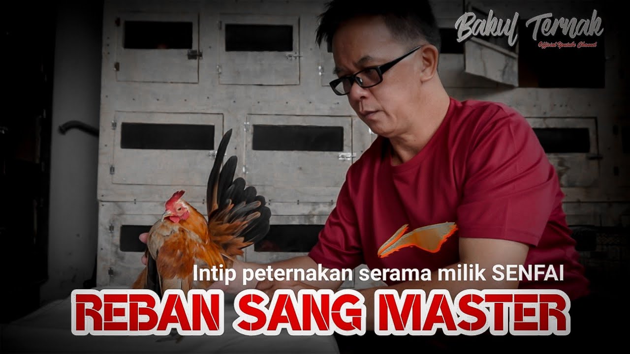 PETERNAKAN AYAM SERAMA DI MEDAN
