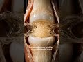 How cracking sound produced #fyp #humanphysiology #humanity #biologylecture