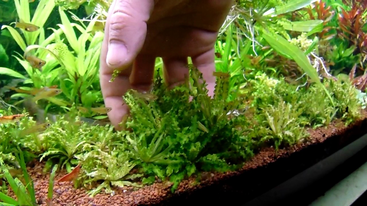 Pogostemon helferi (low tech növénykalauz) - YouTube