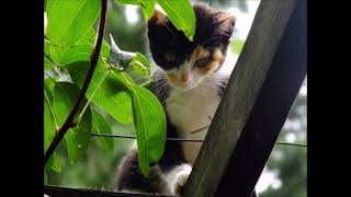 野良猫から家猫に変身したミケ12歳の半生・出会いと別れ～死んだ子猫を介抱し続けるミケ～（2014年生まれの子猫が家猫になり出産を!しかし子猫の一匹は死んでしまう。それでもミケは・・・）