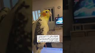 Funny Parrot Singing and Dancing توتی کوردی جەوی هەیە
