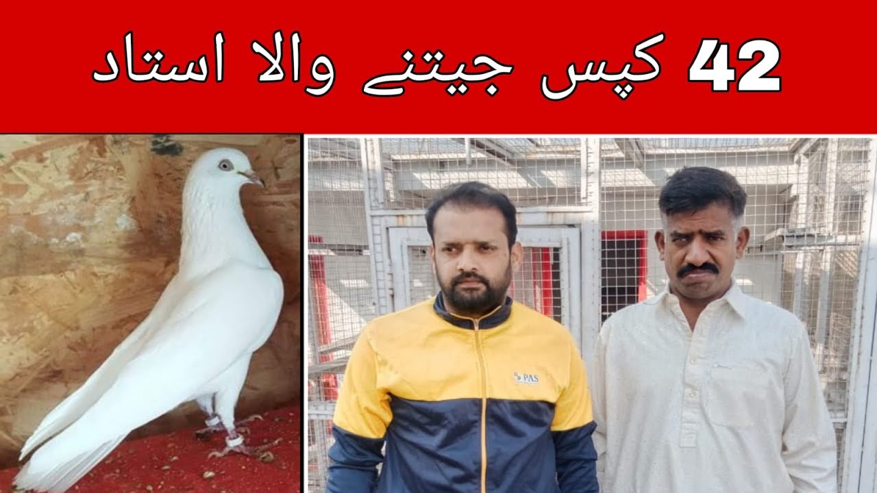 Champion of Pigeon High-flying Ustad Rafique/ Mitti-Khana #AR Real ...