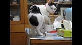 おかんに怒られるはっちゃん Youtube おかんに怒られるはっちゃん Youtube