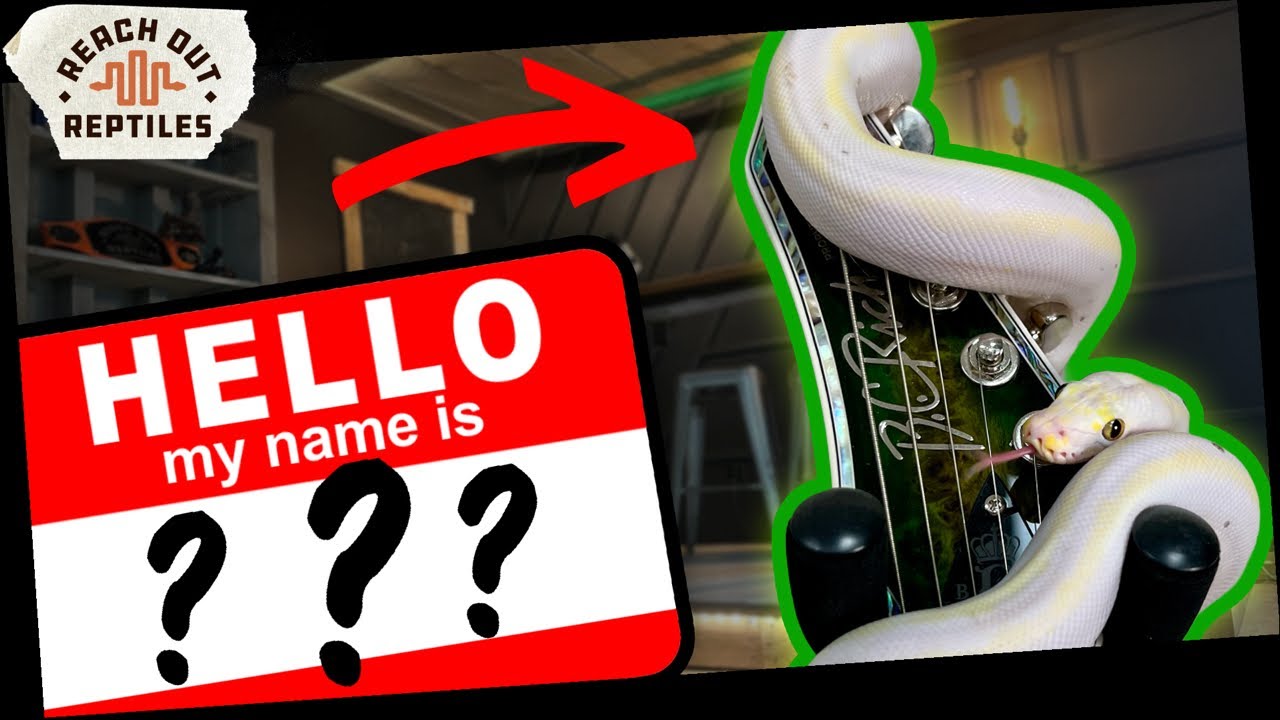 Name ALL My Snakes [LIVE!]