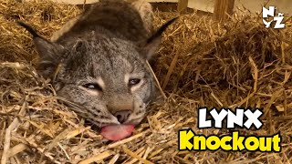 Lynx Vet Visit & ZIMS explained by Northumberland Zoo 1,047 views 6 months ago 17 minutes