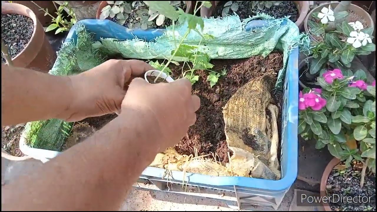 Germination of bitter gourd Bitter gourd seed germination YouTube