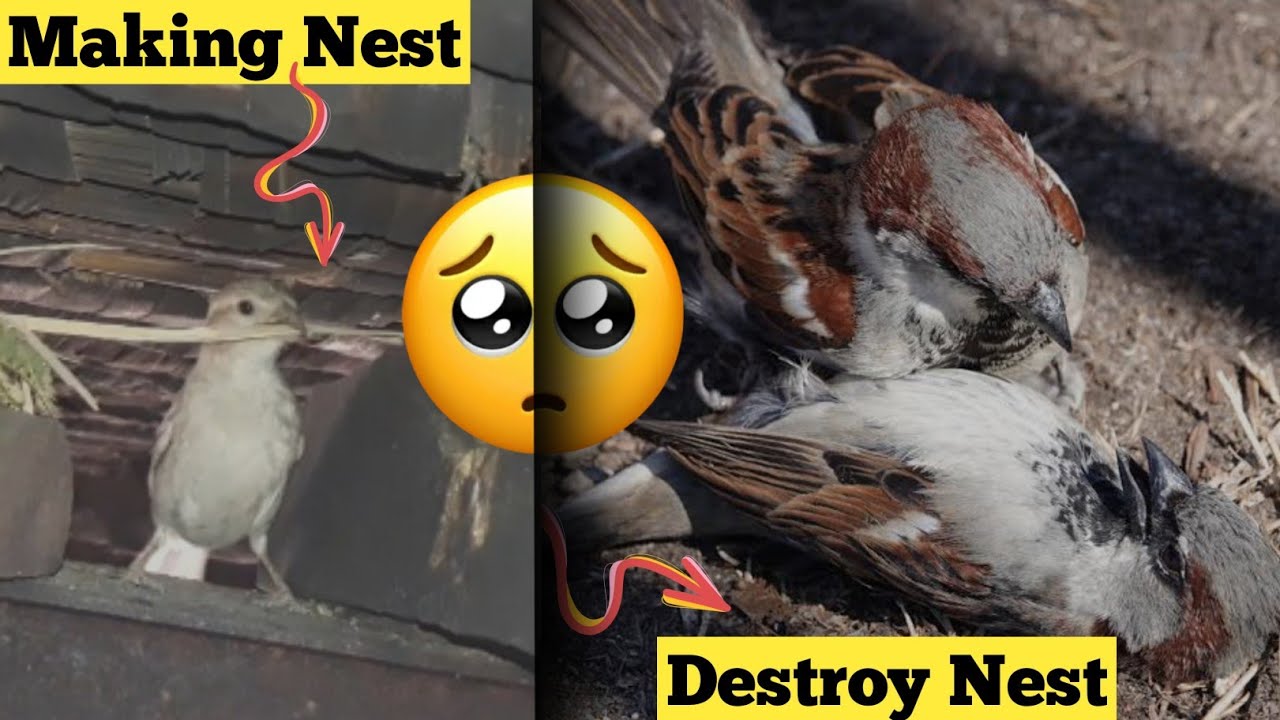Sparrow Made Their Nest But Another Sparrow Destroy It|Nest Making ...