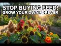 THESE 8 PLANTS REPLACE CHICKEN FEED COMPLETELY! Grow Once, Feed Forever!
