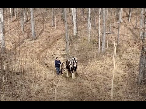 Horse Logging: Bringing Cedar Logs out of the Woodlands