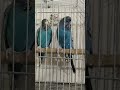 My Beautiful Budgies #Shorts #Budgies #Parrot #BlueBudgie #BirdsShorts #BajriParrots #PetLovers