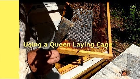 Using A Push-in Cage To Introduce Your New Queen