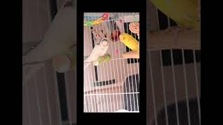 I found a clip of my parakeets on my computer #shorts