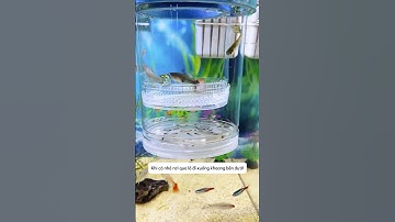 Hộp cách ly - tạo môi trường an toàn cho cá nhỏ giúp cá phát triển tốt #aquatic #shorts
