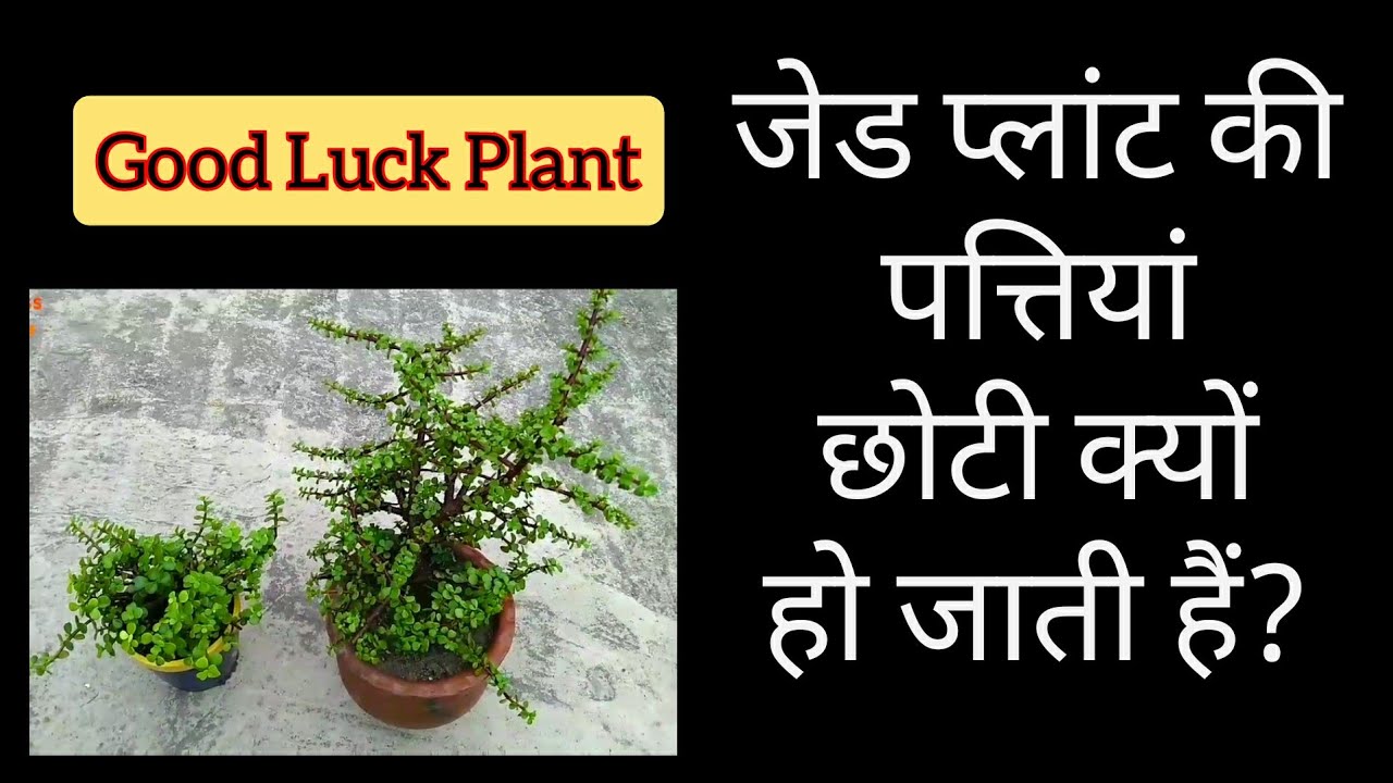 344 Jade Plant Ki Pattiyan Choti Kyon Ho Jati Hain / जेड प्लांट की