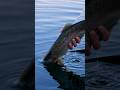 The Secret Behind Fall Fly Fishing Success