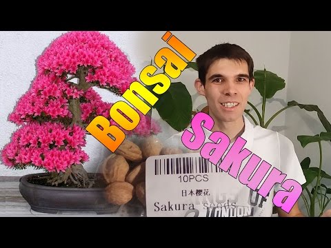 Video: Sakura Bonsai: Kuidas Kasvatada Bonsai Jaapani Sakura Seemnetest Kodus? Millisesse Mulda On Parem Puu Istutada? Kuidas Selle Eest Korralikult Hoolitseda?