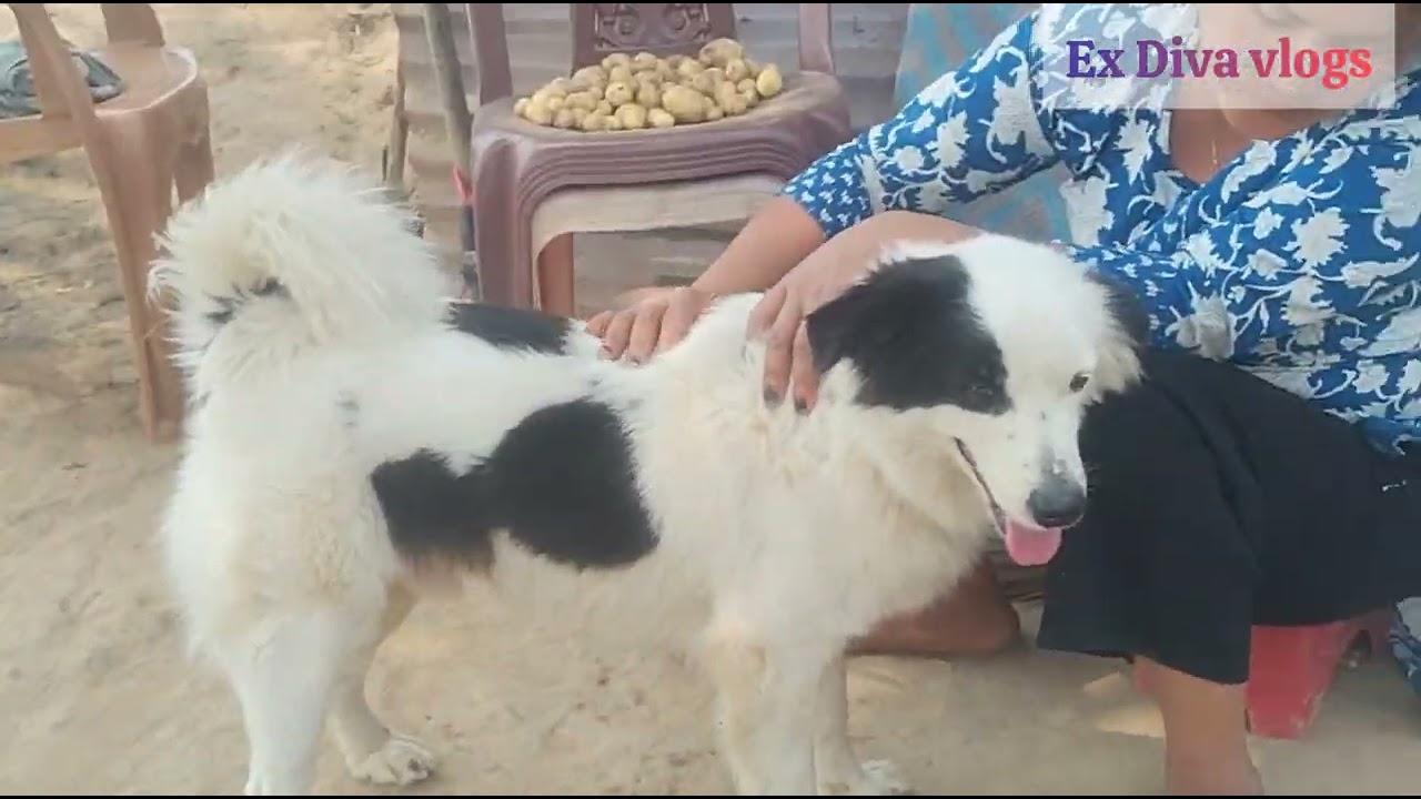 Thaichuk bagan 🌳🥭🥭