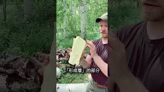 樹皮也能當糧食