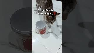 Mau Cemilan ya nak #cutecatshort #catfunny #catyoutube