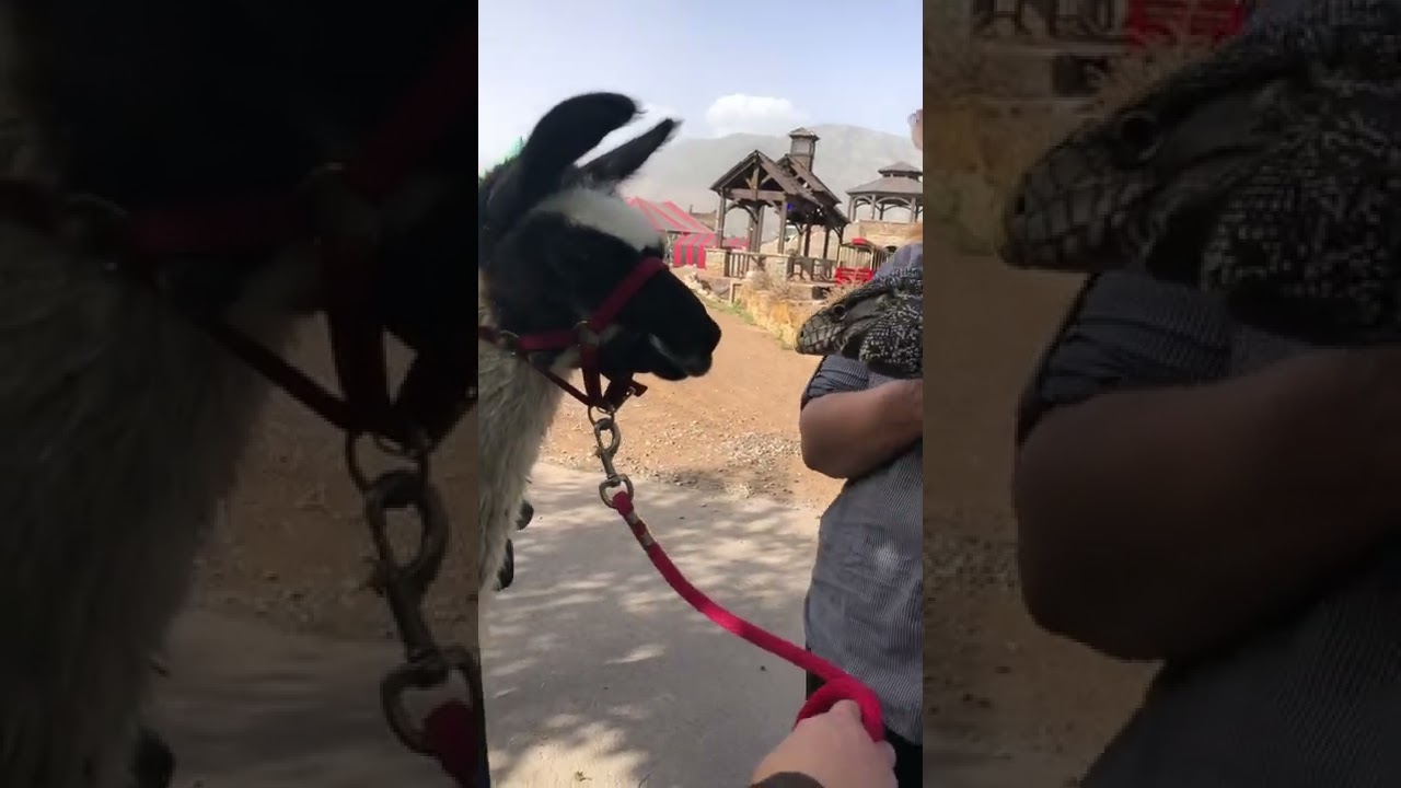 Llama kisses lizard