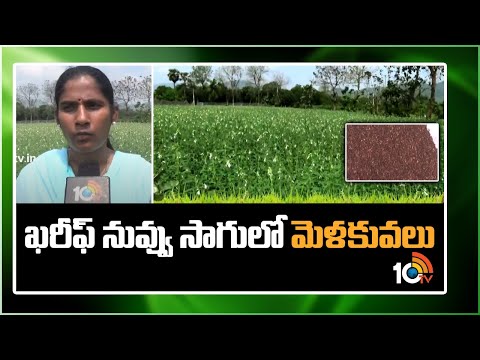 ఖరీఫ్ నువ్వు సాగులో మెళకువలు | Techniques in Sesame Cultivation | Nuvvulu Cultivation | 10TVNews