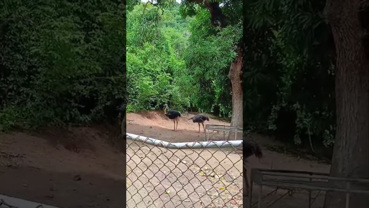 Omnivorous Ostriches 