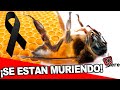 Qué pasara cuando se Extingan Todas las Abejas???