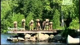 Weimaraners by Petclub India 379 views 12 years ago 8 minutes, 47 seconds