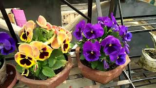 Winter Garden overview 2018 part 2