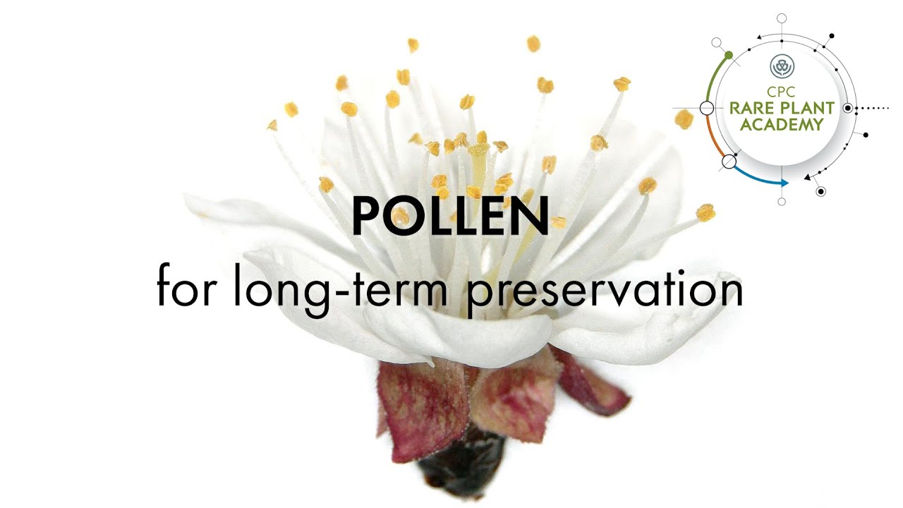 Pollen for Long-term Preservation