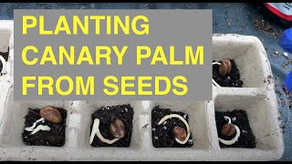 Planting canary palm tree from seed - using baggy germination to seedling peat pots