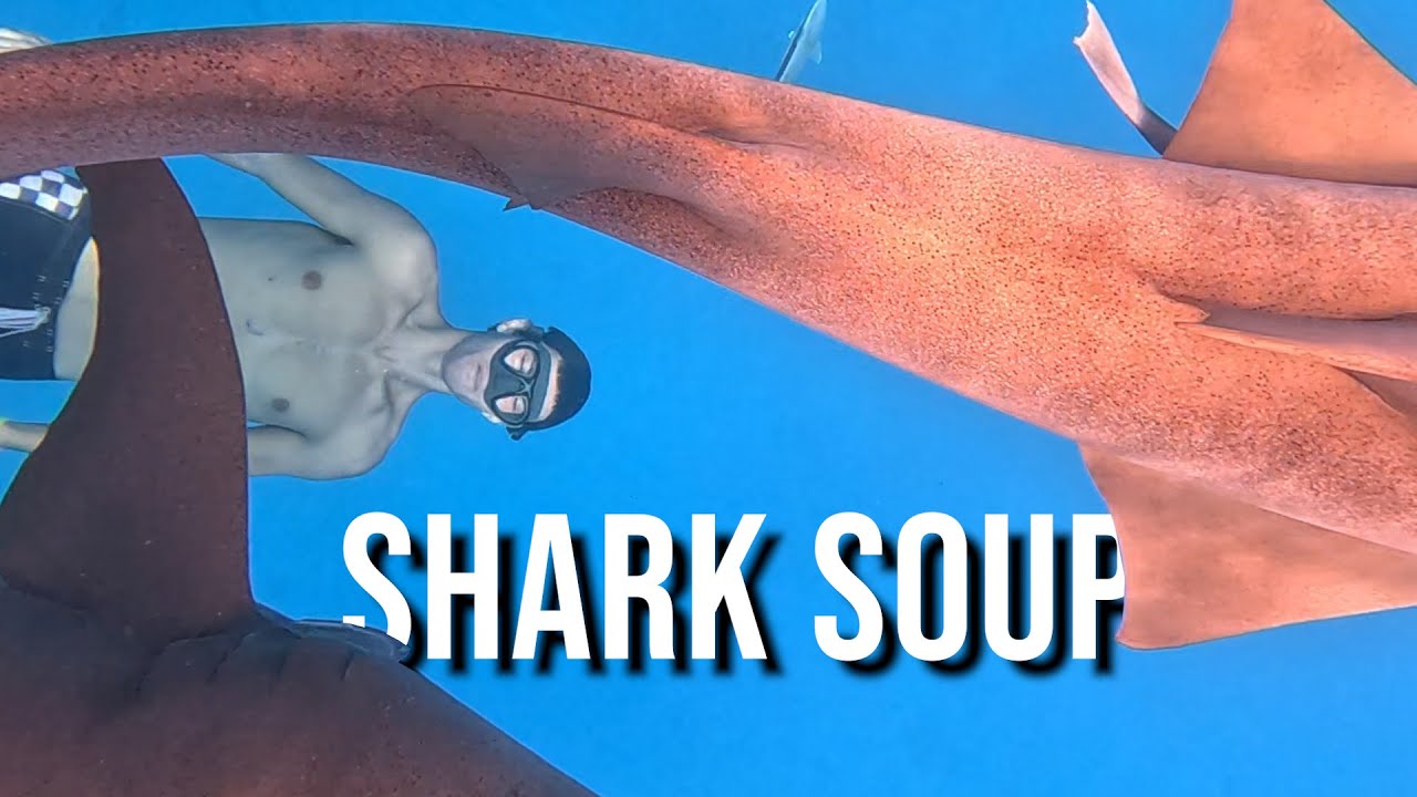 ⁣MAULED BY SHARKS - Sailing Maldives part 6