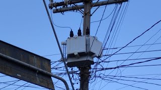 Farol de Limeira: Morador de rua é eletrocutado em Limeira (05-06-2024)