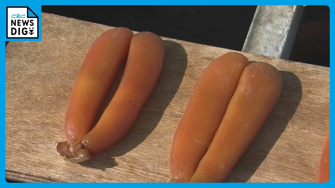 ほららたら商品です♪ からすみ作り最盛期 ボラの不漁で価格は5000円から2万円ほどで全国へ