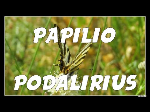 Video: Mariposa Podalirium: descripción, ciclo de vida, hábitats. cola de golondrina para velero