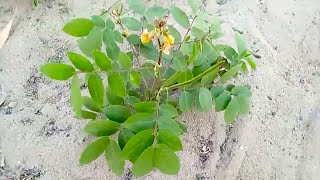 TIBA YA NGIRI AINA ZOTE