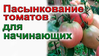 Не ошибитесь при формировке и пасынковании томатов.