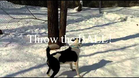 Adoption video: Julius Border Collie!