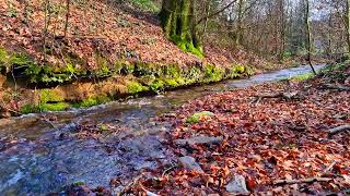 Get rid of stress, relax and unwind to the pleasant sound of a stream in the forest. Relaxation. by waldirelax 169 views 3 weeks ago 1 hour, 23 minutes