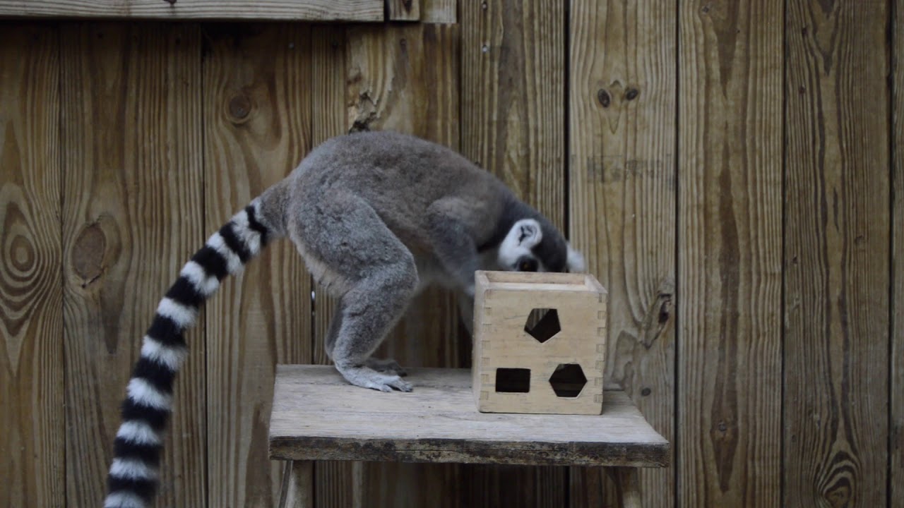 airboat tours near me Ring tailed Lemur at Wild Florida