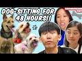 Singaporeans Try: Dog-Sitting For The First Time (48H Challenge)