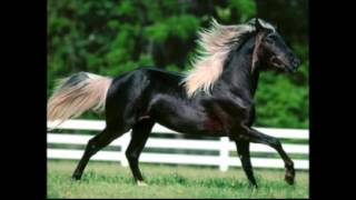 At Kişnemesi At Sesi