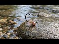 Killer Frenchie Euro Nymph. #flytying #flyfishing #nymphs #euronymphing #frenchie #grayling #troutfl