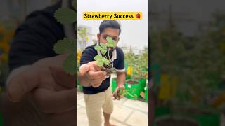 💁🏻♂️Garden me kaise ugaye Strawberry 🍓| #aasanbagwani #strawberry #shortsfeed