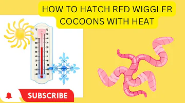 Red Wiggler Cocoons Hatch Temps #red wigglers #wormcomposting #vermicompost #worms